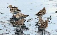 Sharp-tailed Sandpipers