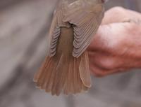 Thrush Nightingale (Luscinia luscinia)
