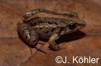 : Adenomera hylaedactyla