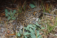 : Bufo canorus; Yosemite Toad