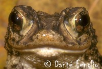 : Bufo lemur; Puerto Rican Crested Toad