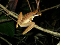 : Hypsiboas lanciformis