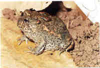 : Odontophrynus cultripes