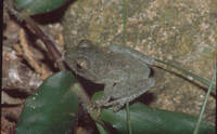 : Philautus femoralis; Round-snout Pygmy Frog