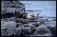 : Macronectes giganteus; Antarctic Giant Petrel