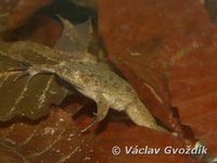 : Xenopus fraseri