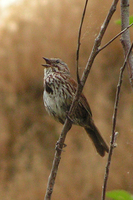 : Passerella iliaca; Fox Sparrow