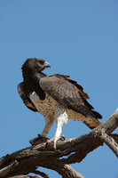 : Polemaetus bellicosus; Martial Eagle