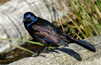 : Quiscalus quiscula; Common Grackle