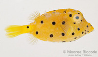 : Ostracion cubicus