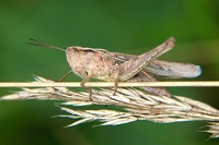 : Chorthippus brunneus
