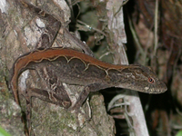 : Norops tropidonotus