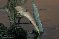 Yellow Bittern Scientific name - Ixobrychus sinensis