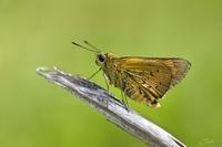 Telicota colon    Pale Palm Dart photo