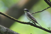 Ashy Minivet (Pericrocotus divaricatus)