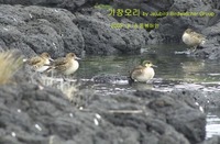 가창오리 Baikal Teal