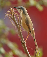 prinia indyjska Prinia socialis