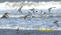 Photo of kamenáček pestrý, Arenaria interpres, Ruddy Turnstone, Chorlete Comun