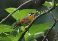 ゴシキソウシチョウ Silver-eared Mesia Leiothrix argentauris