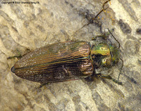 Buprestis haemorrhoidalis