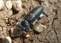 Hylotrupes bajulus - House Longhorn