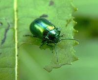 Chrysolina fastuosa