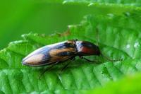 Selatosomus cruciatus