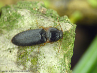 Ampedus erythrogonus