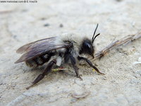 Andrena vaga