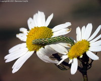 Cucullia chamomillae - Chamomile Shark