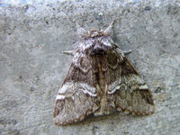 Drymonia dodonaea - Marbled Brown