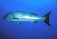 Lutjanus aratus, Mullet snapper: fisheries