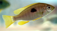 Copadichromis pleurostigma, : aquarium