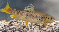 Salmo trutta macrostigma, :