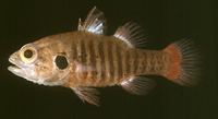 Fowleria marmorata, Marbled cardinalfish: fisheries