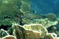 Halichoeres purpurescens, Silty wrasse: