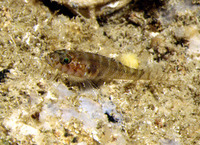 Gammogobius steinitzi, Steinitz's goby: