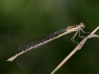 Sympecma fusca