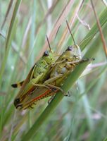 Stethophyma grossum