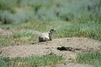 Image of: Cynomys leucurus (white-tailed prairie dog)