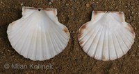 Pecten maximus - Escallop