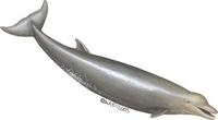 Image of: Indopacetus pacificus (Longman's beaked whale)