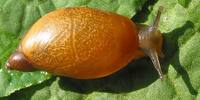 Succinea putris - European ambersnail