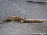 Calotriton asper - Pyrenean Brook Newt