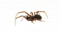 Image of: Theridiidae (cobweb weavers)