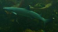 Triaenodon obesus - White Tip Reef Shark