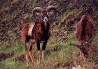 Ovis musimon - European Mouflon Sheep