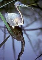 Image of: Egretta tricolor (tricolored heron;Louisiana heron)