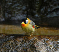 Image of: Leiothrix argentauris (silver-eared mesia)