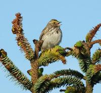 Image of: Passerculus sandwichensis (savannah sparrow)